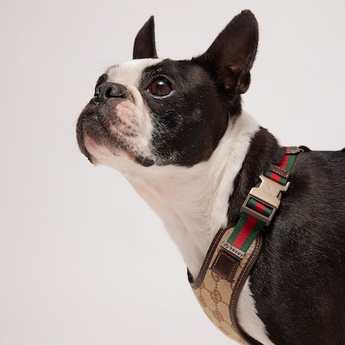 Small/medium padded pet harness - sand and brown GG canvas