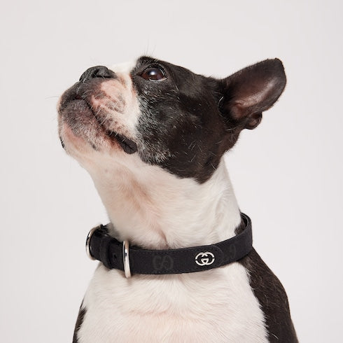 Small/medium pet collar - black GG canvas