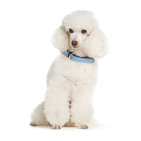 Small/medium collar - light blue fabric